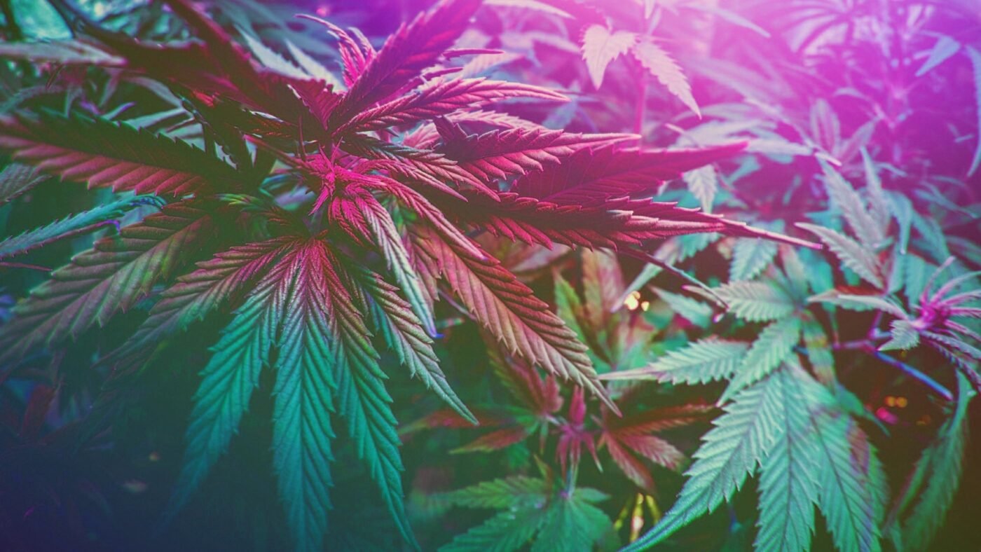 Untitled 1280 x 720 px 10